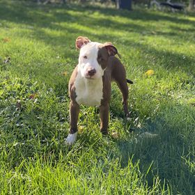 Obrázek k inzerátu: American bully Classic