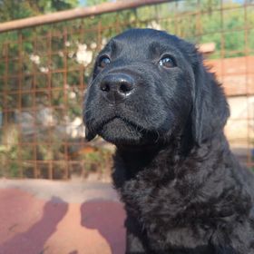 Obrázek k inzerátu: Labrador x zlatý retriever