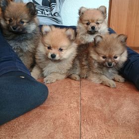 Obrázek k inzerátu: Pomeranian pomerian Boo