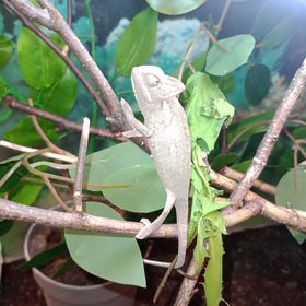 Obrázek k inzerátu: Chameleon jemenský (Chamaeleo calyptratus)