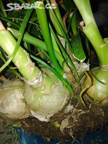 Morska Cibule Prodej
