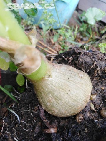 Morska Cibule Prodej