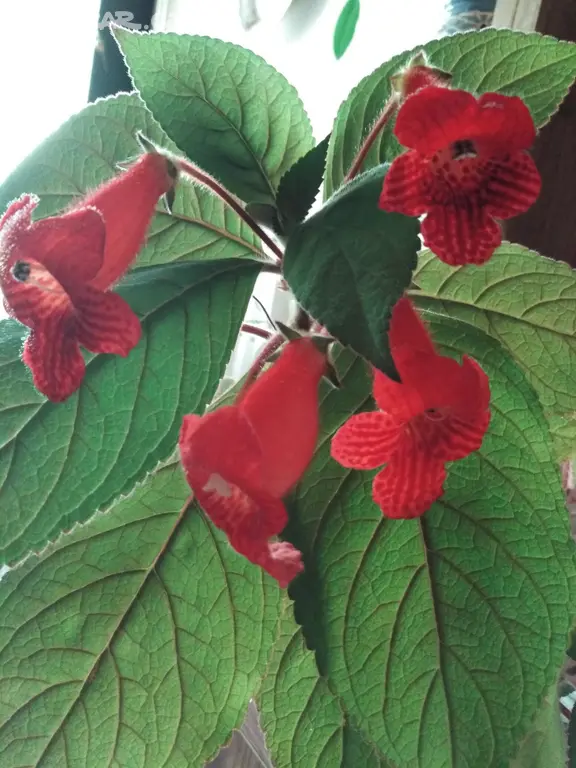 Kohlerie - Kyjov - Bazar - Sbazar.cz