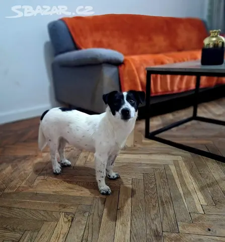 rocky-jack-russel-teri-r-x-t-n-praha-bazar-sbazar-cz