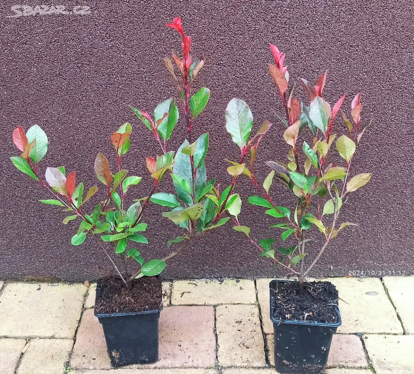 Blýskavka Little Red Robin - 15 - 20 cm - Příchovice - Bazar - Sbazar.cz