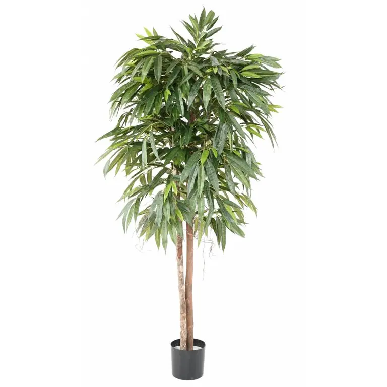 Ficus Rubiginosa Australis | Snelle levering