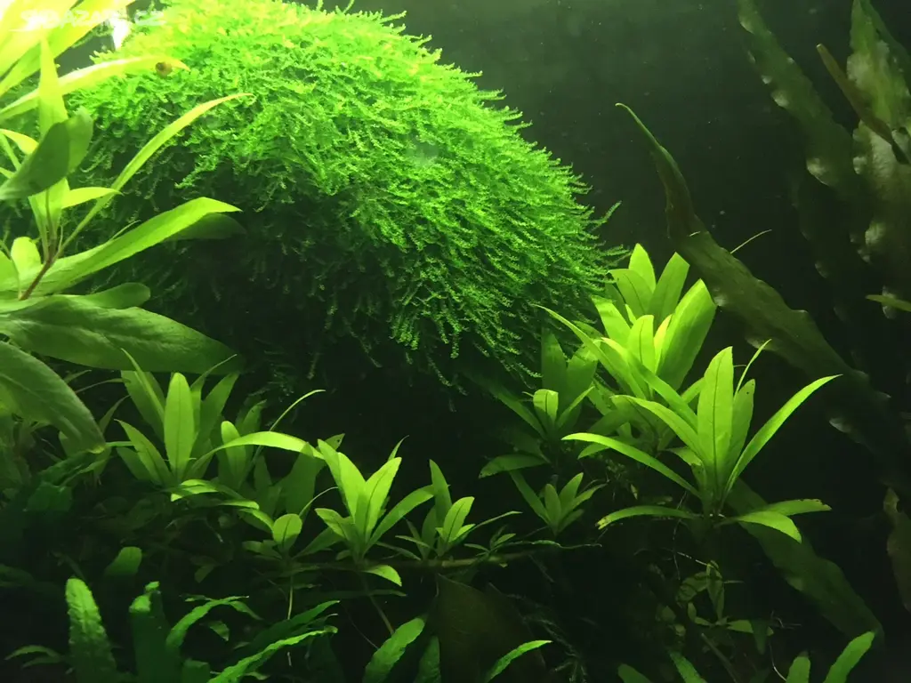 Java moss (Taxiphyllum barbieri) - Praha 12 - Bazar - Sbazar.cz